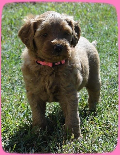 EB pups 5 wks old 46