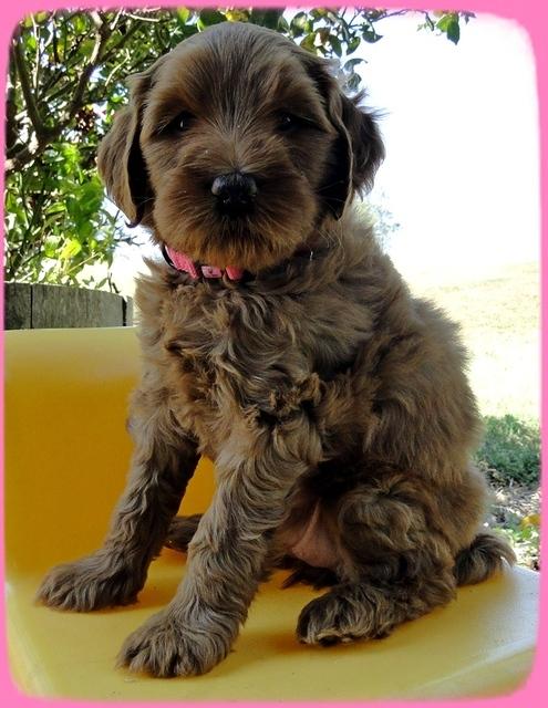 EB pups 6 wks old 40