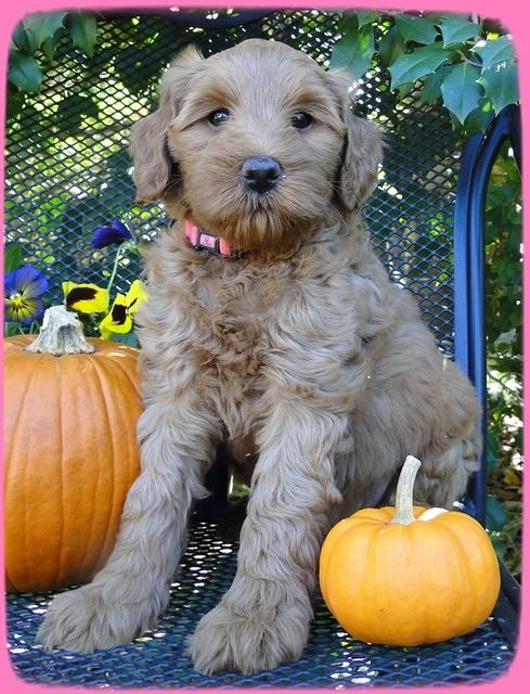 EB pups 7 wks old 7