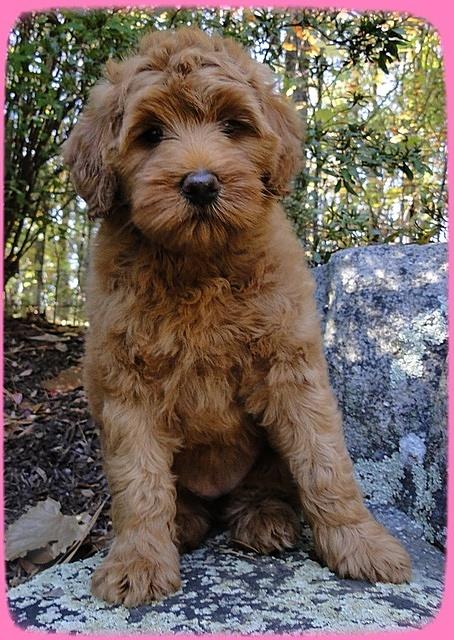 EB pups 8 wks old 42