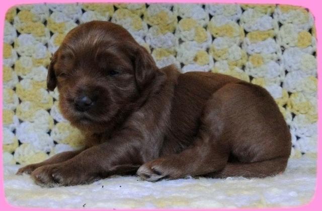 Eb pups 2 wks old 6