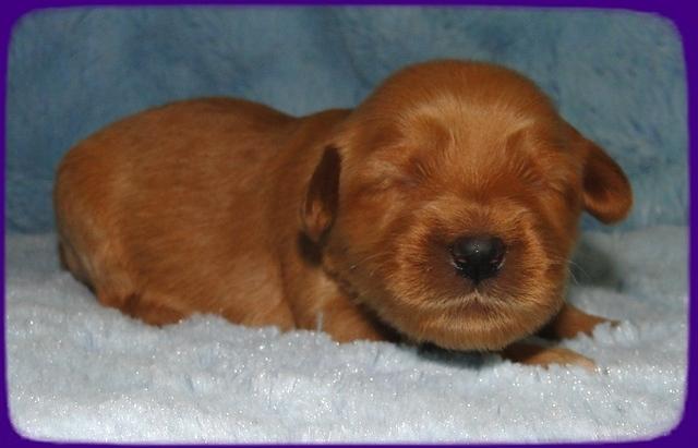 EB pups 1 wk old 9