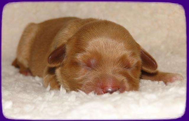 EB pups 2 days old 16