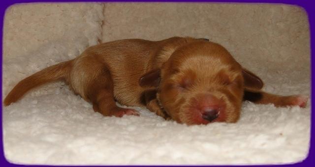 EB pups 2 days old 17