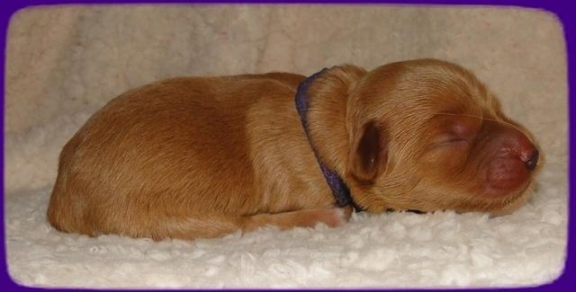 EB pups 2 days old 18
