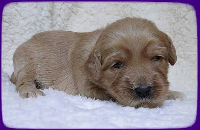 EB pups 2 wks old 45