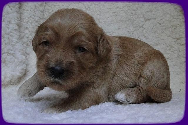 EB pups 2 wks old 48