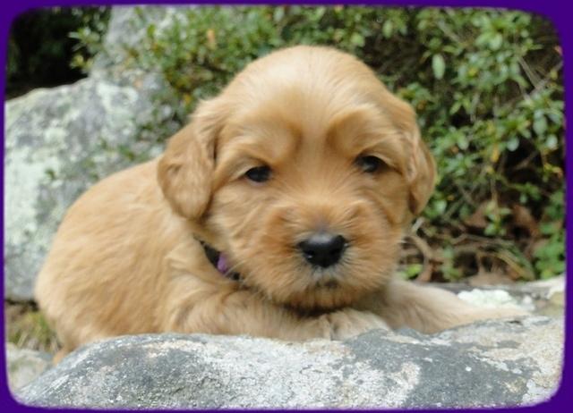 EB pups 3 wks old 10