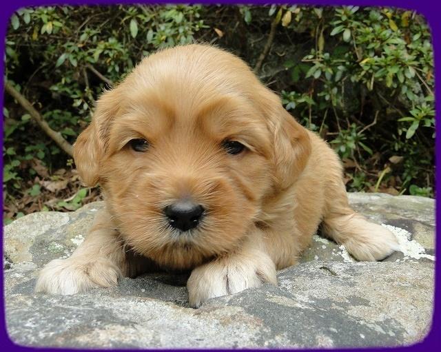 EB pups 3 wks old 8