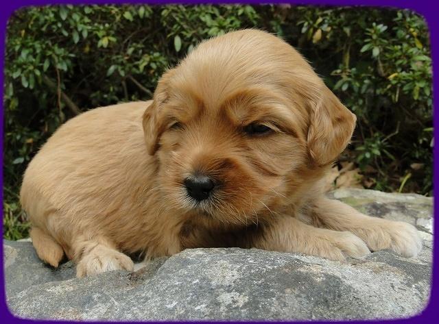 EB pups 3 wks old 9