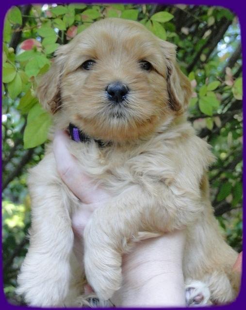 EB pups 4 wks old 15