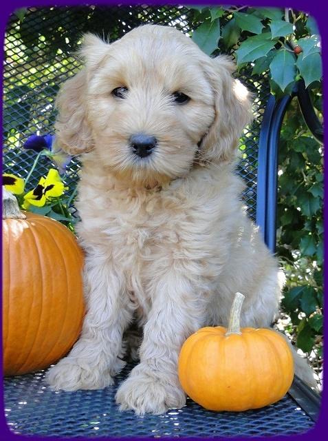 EB pups 7 wks old 8
