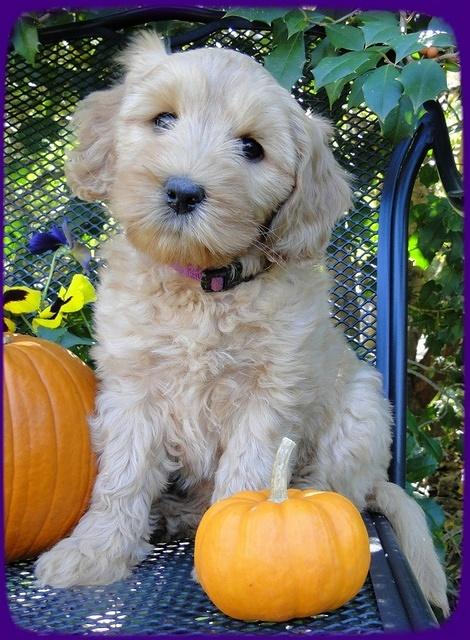 EB pups 7 wks old 9