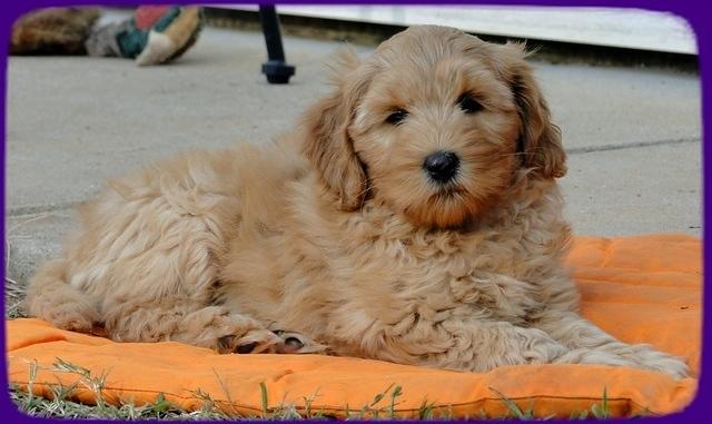 EB pups 8 wks old 60