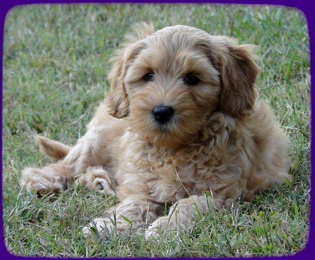 EB pups 8 wks old 61