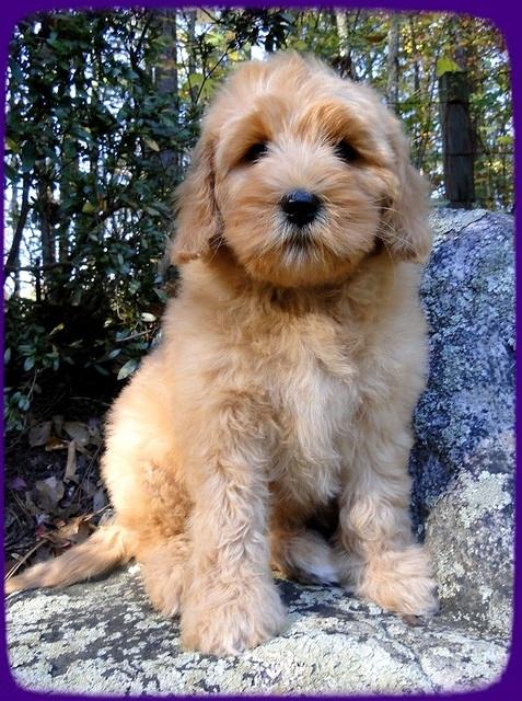 EB pups 8 wks old 81