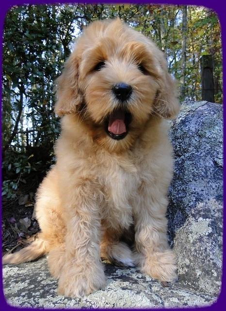 EB pups 8 wks old 83