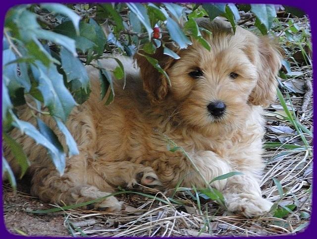 EB pups 8.5 wks old 2
