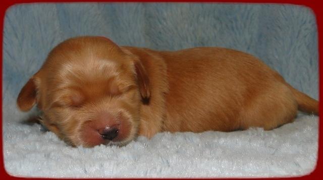 EB pups 1 wk old 30
