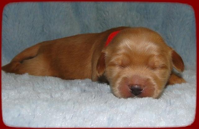 EB pups 1 wk old 32
