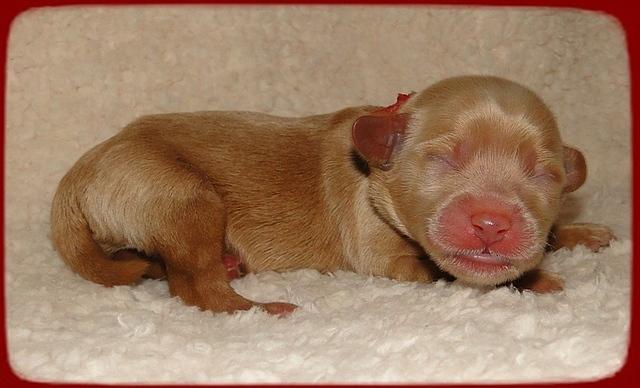 EB pups 2 days old 21