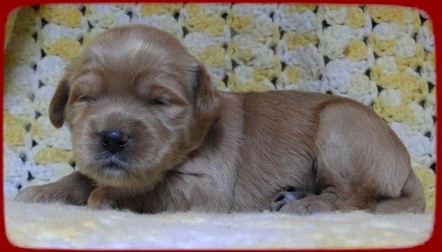 EB pups 2 wks old 10