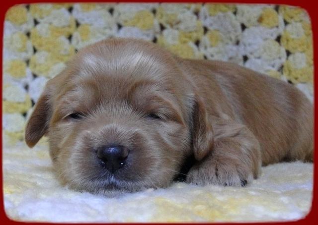 EB pups 2 wks old 11