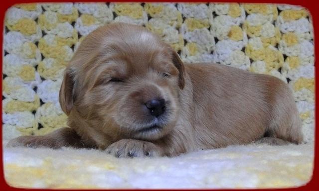 EB pups 2 wks old 12