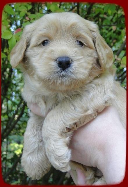 EB pups 4 wks old 10