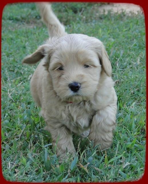 EB pups 5 wks old 39