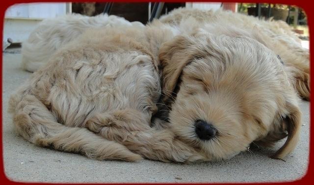 EB pups 6 wks old 43
