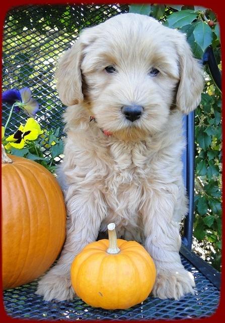 EB pups 7 wks old 13