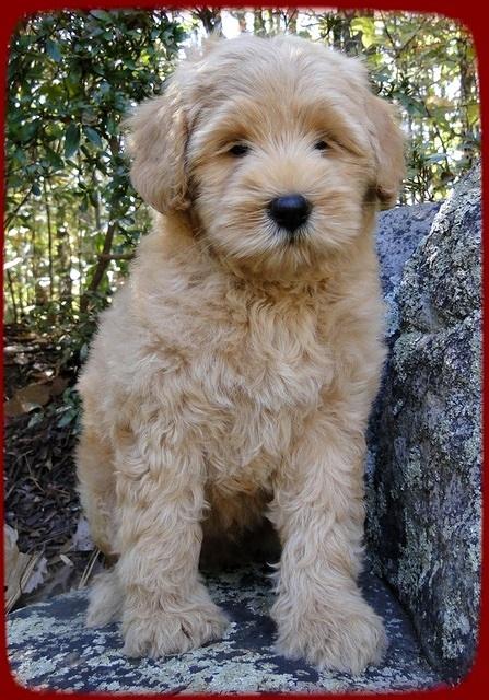 EB pups 8 wks old 24