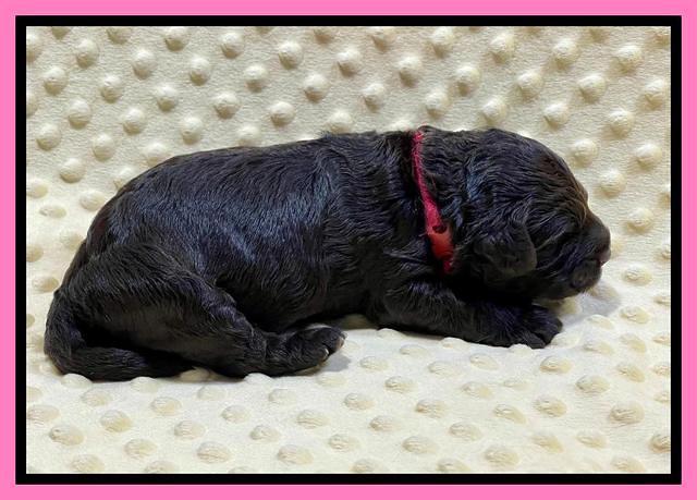 Gigi Traveler pups 1 wk old 31