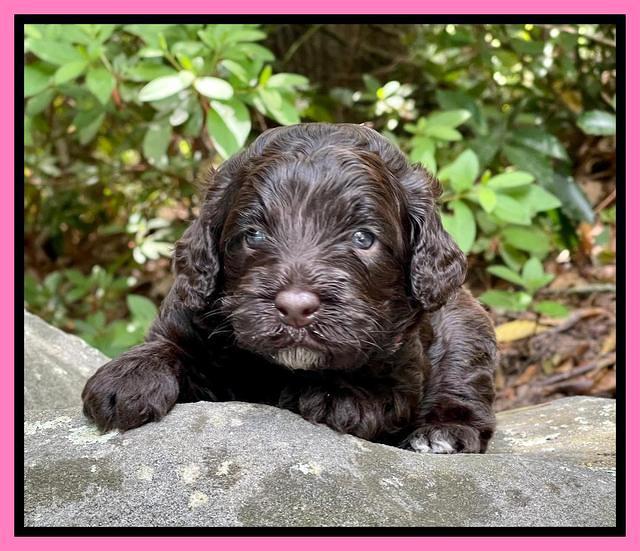 Gigi Traveler pups 3 wks old 31