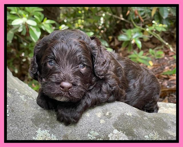 Gigi Traveler pups 3 wks old 41