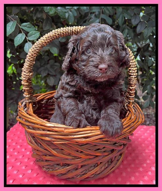 Gigi Traveler pups 4wks old 11