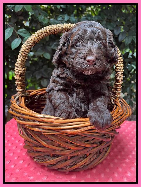 Gigi Traveler pups 4wks old 21