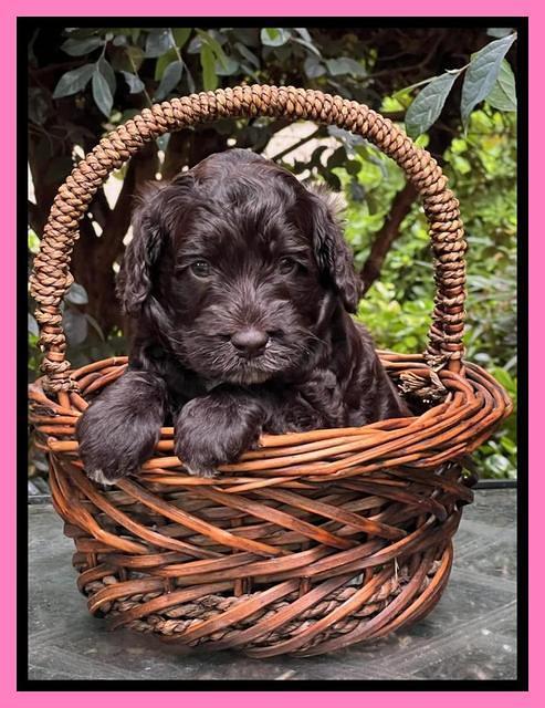 Gigi Traveler pups 4wks old 51