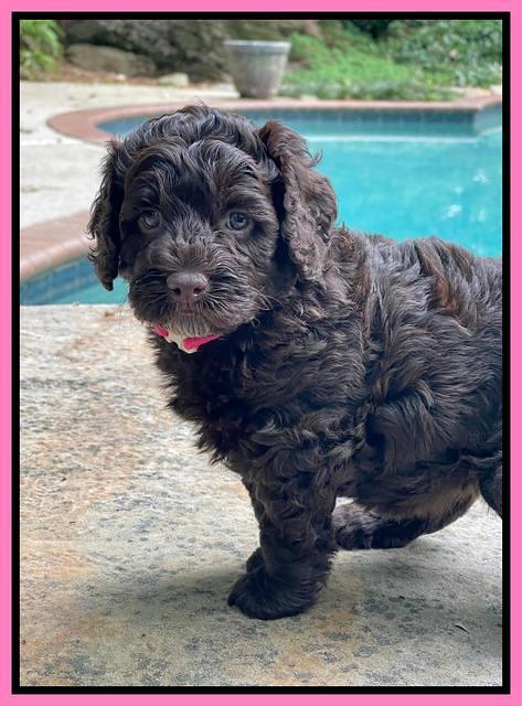 Gigi Traveler pups 5 wks old 31