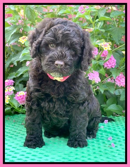 Gigi Traveler pups 6 wks old 71