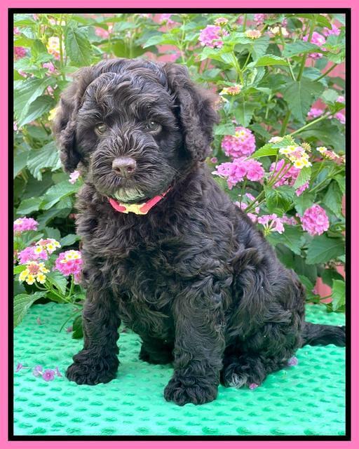 Gigi Traveler pups 6 wks old 81