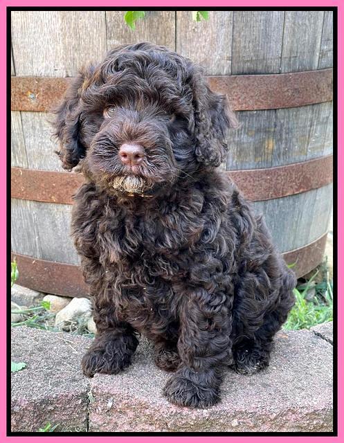 Gigi Traveler pups 7 weeks old 21