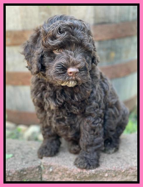 Gigi Traveler pups 7 weeks old 31