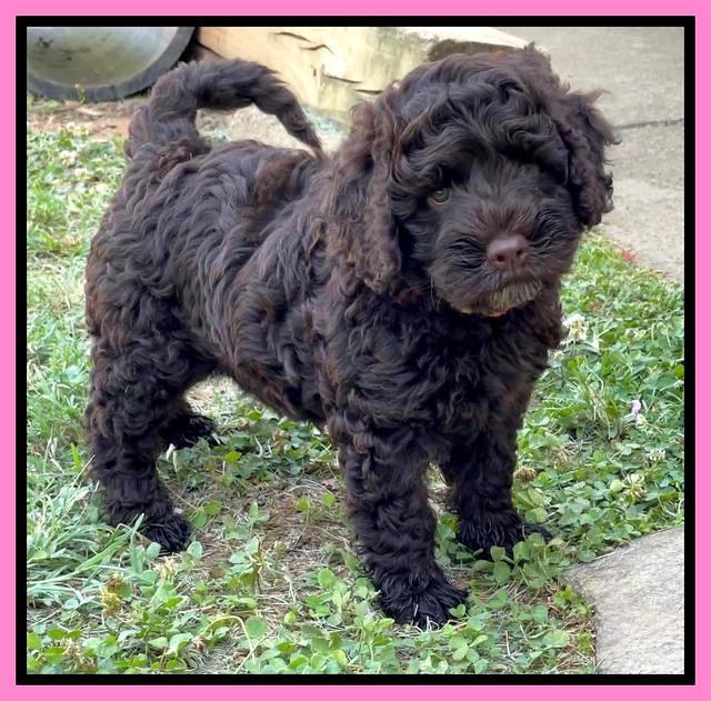 Gigi Traveler pups 7 weeks old 41