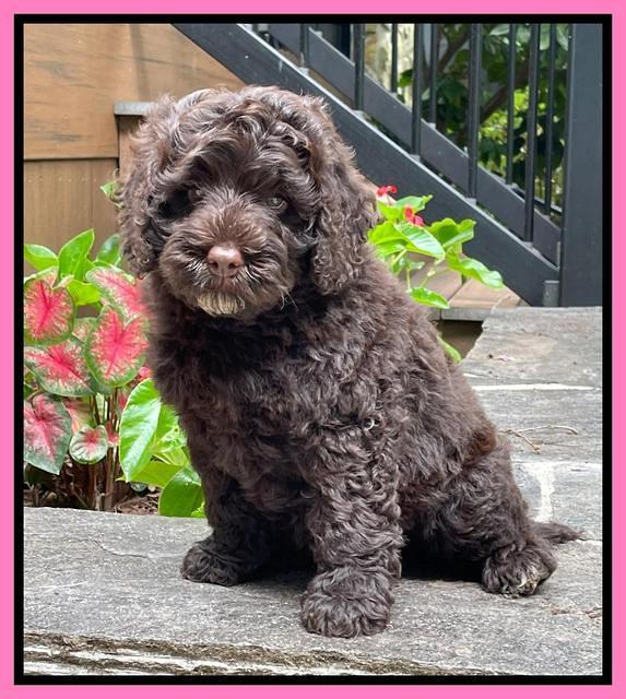 Gigi Traveler pups 8 wks old 10200