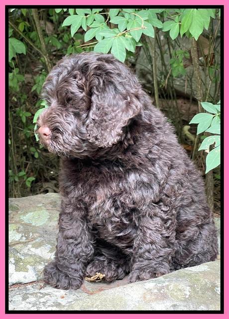 Gigi Traveler pups 8 wks old 11200