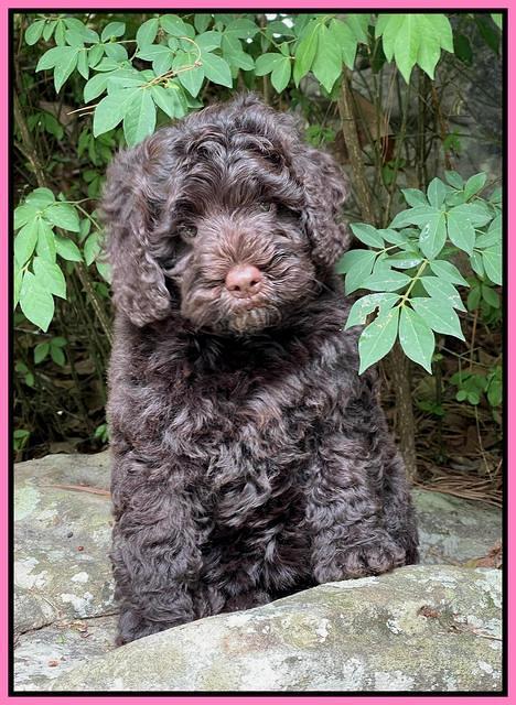 Gigi Traveler pups 8 wks old 12200