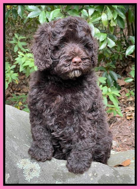 Gigi Traveler pups 8 wks old 8200