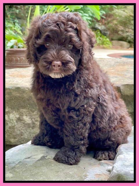 Gigi Traveler pups 8 wks old 9200